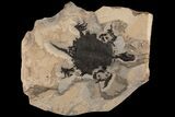 Incredible, Fossil Turtle (Apalone) - Green River Formation #122208-3